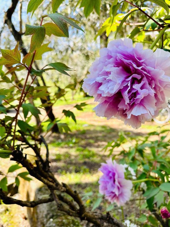 Вілла Podere Degli Ulivi Family Serravalle Pistoiese Екстер'єр фото